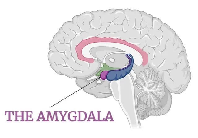 Amygdala