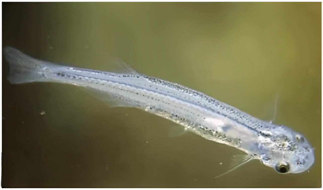 Candiru Fish