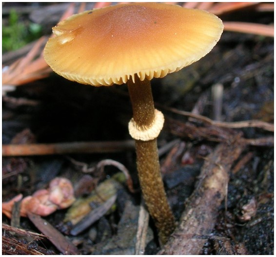 Conocybe