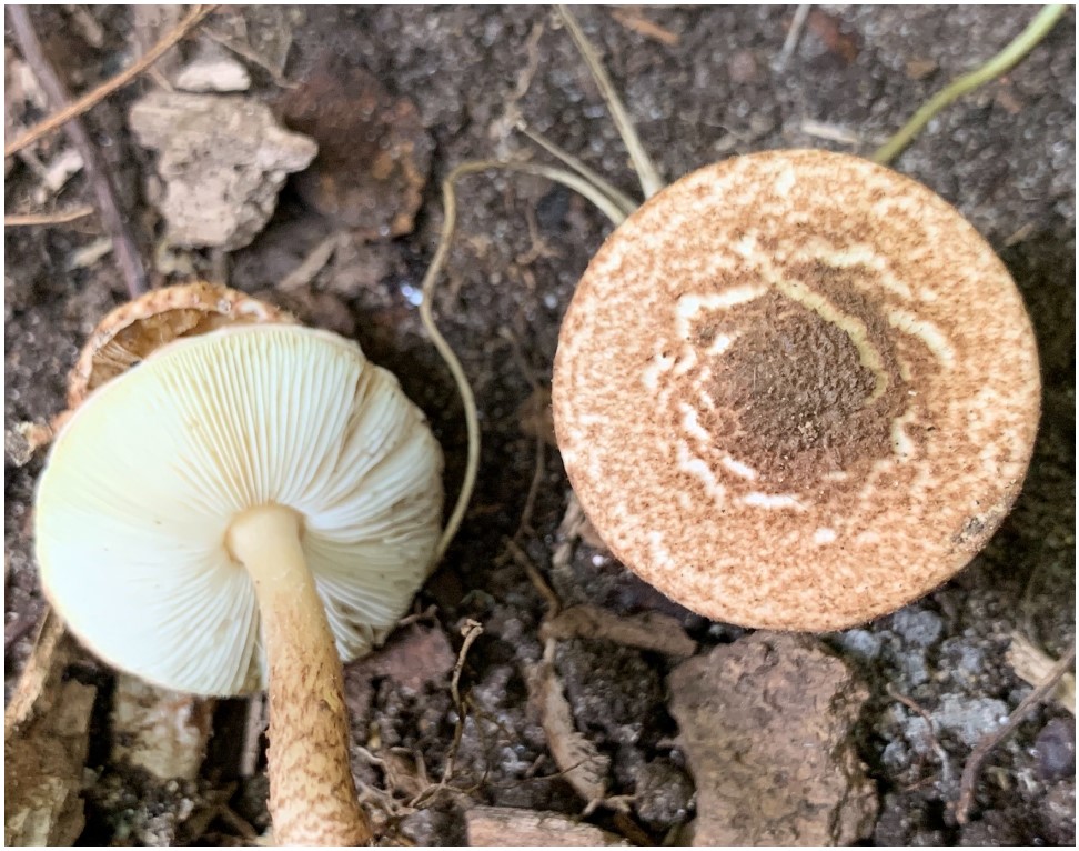 Poisonous Mushrooms