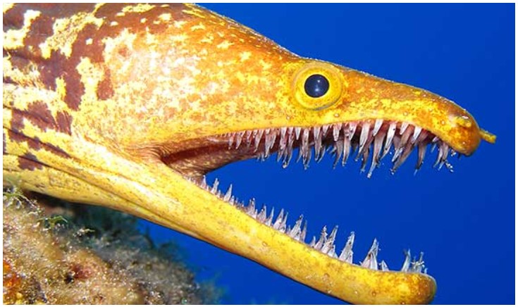 Eel Fish