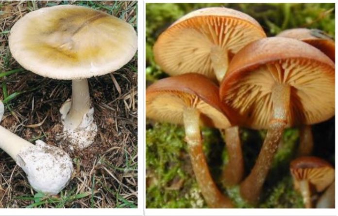 Most Poisomous Mushrooms