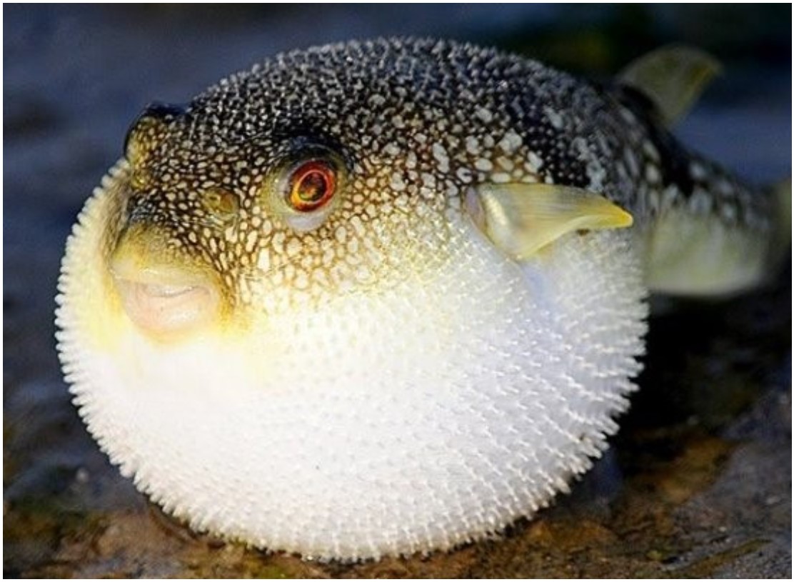 Puffer Fish