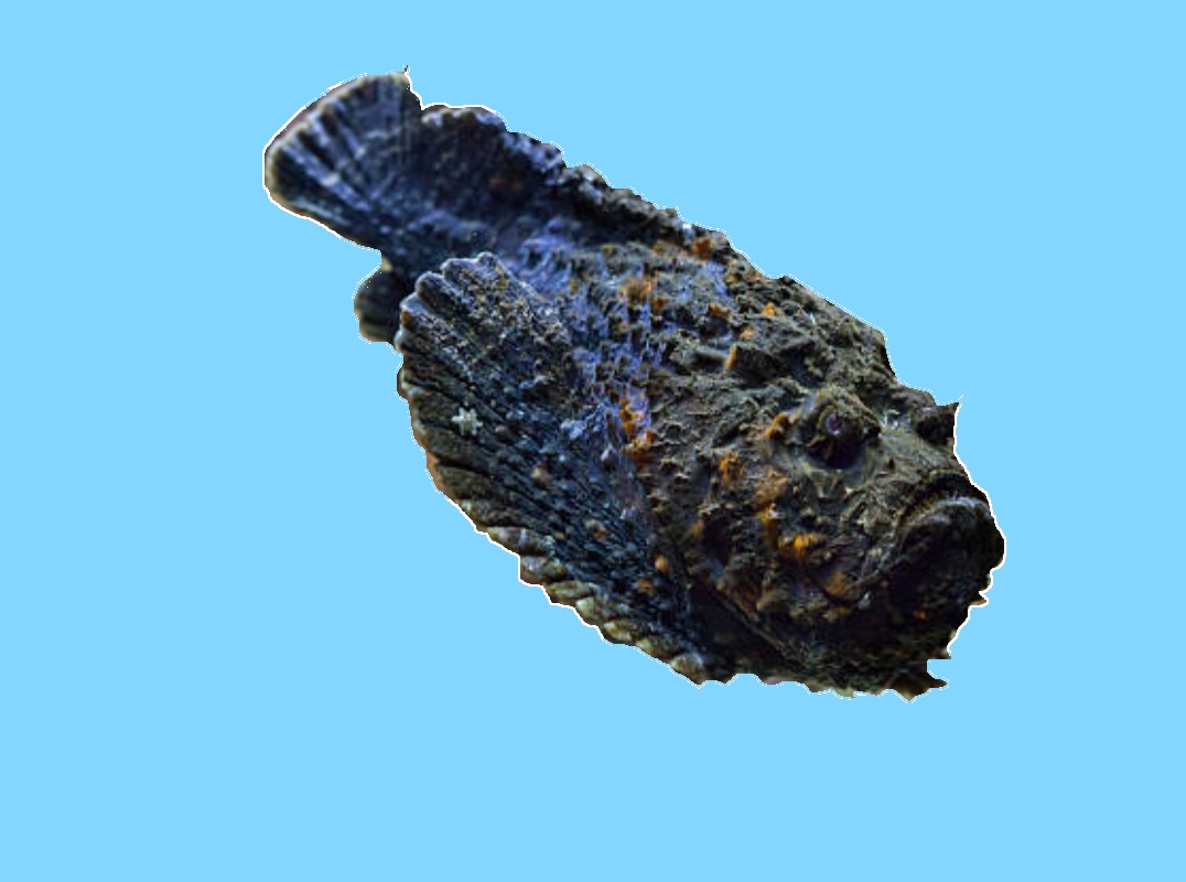 Stonefish