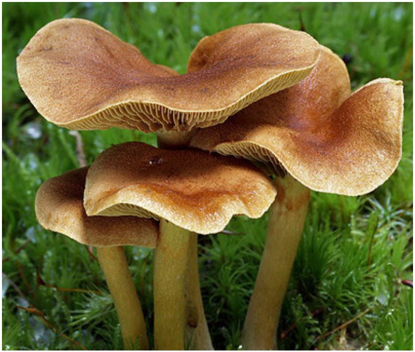 Poisionous Mushroom