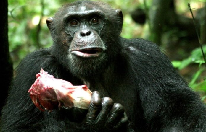 Does Apes eat meat more than Humans?