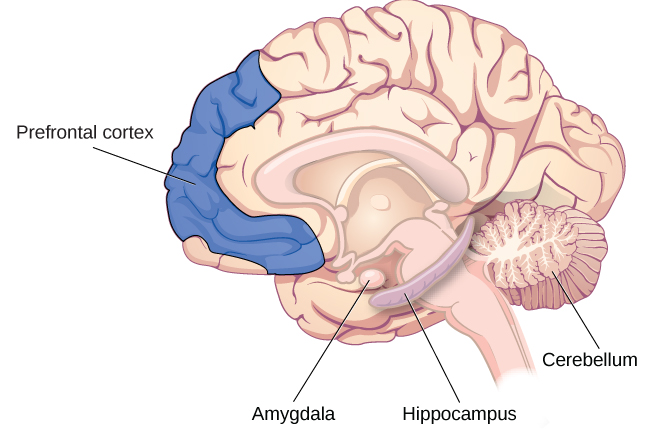 brain and memories