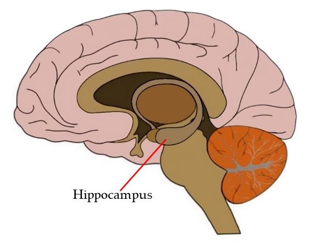 hippocampus