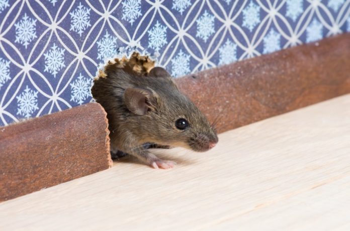 Learn How to Get Rid of Mice