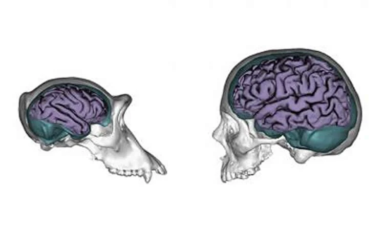 human ape brain plasticity