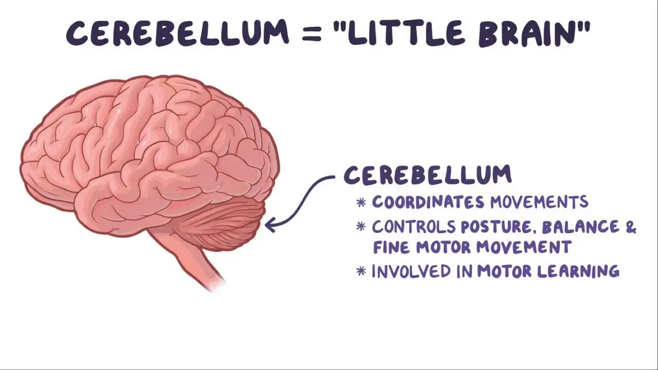 Cerebellum