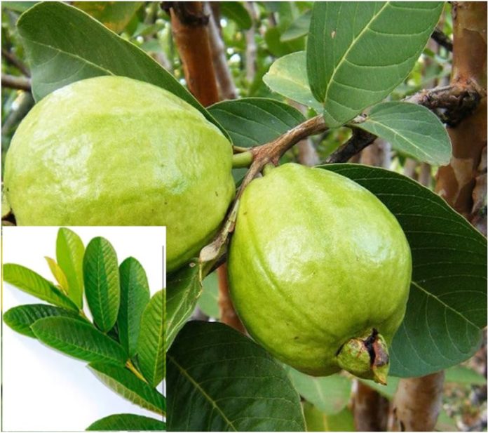 Guava Leaves Benifits