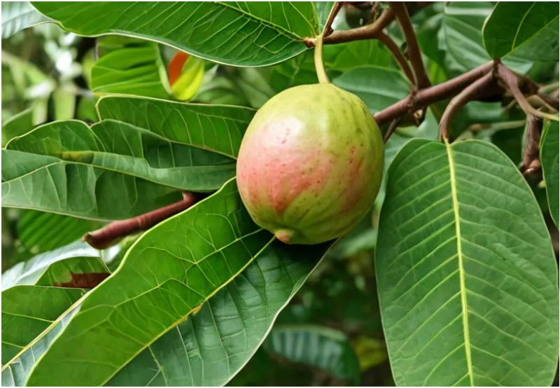 Guava Leaves