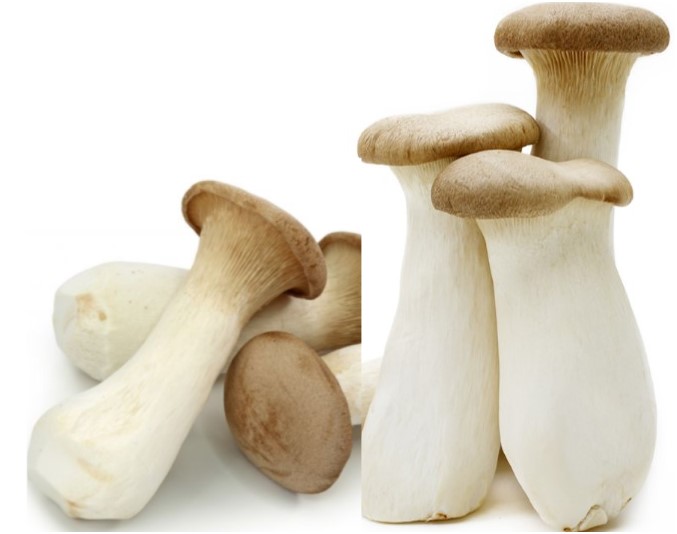 King Oyster Mushroom