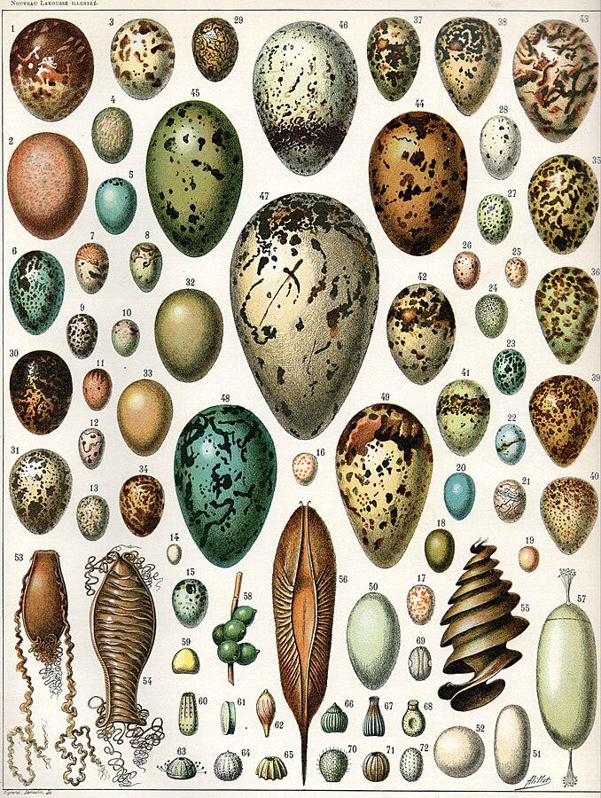 Eggs Evolution