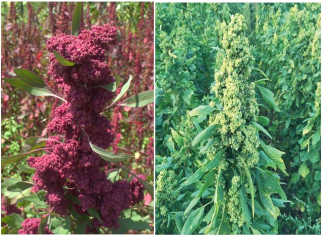 Quinoa Plants