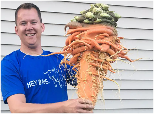 Largest Carrot Ever