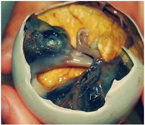 Balut