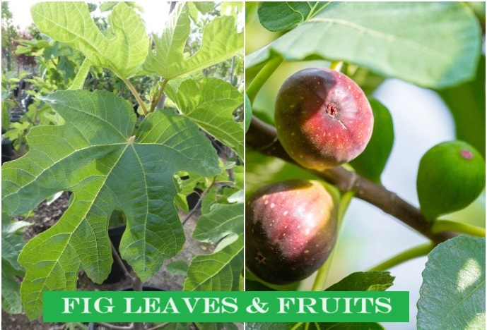 Fig Leaves