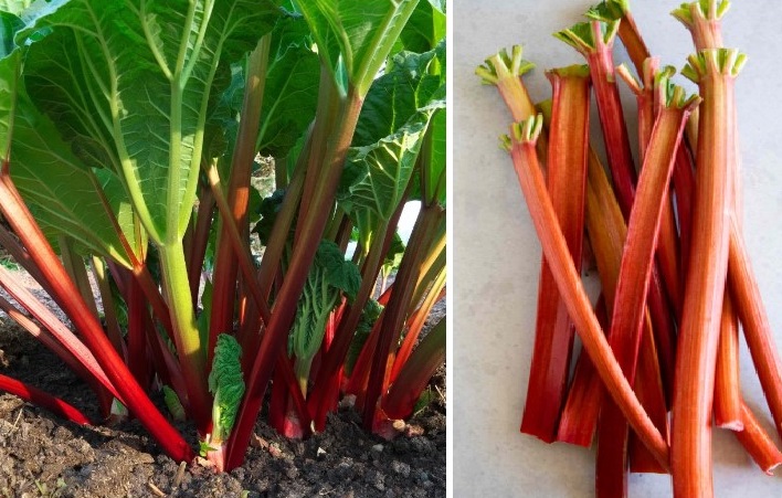 Rhubarb Plant