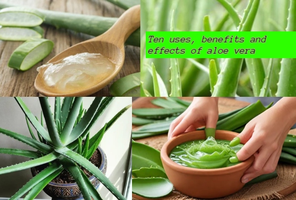 Aloe vera